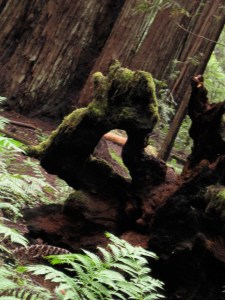 The heart of the redwood forest