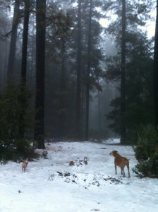 Our first Snow of the Season